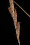 Wheat sedge